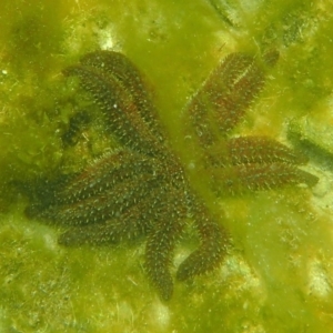 Coscinasterias muricata at The Blue Pool, Bermagui - 23 Dec 2017 09:22 AM