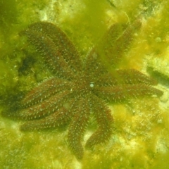 Coscinasterias muricata at The Blue Pool, Bermagui - 23 Dec 2017