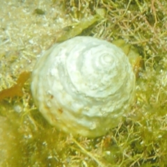 Astralium tentoriiformis (Common Tent Shell) at The Blue Pool, Bermagui - 23 Dec 2017 by SteveHepburn