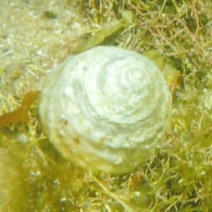 Astralium tentoriiformis at The Blue Pool, Bermagui - 23 Dec 2017