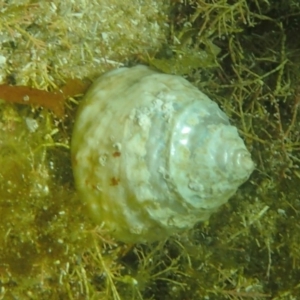 Astralium tentoriiformis at The Blue Pool, Bermagui - 23 Dec 2017