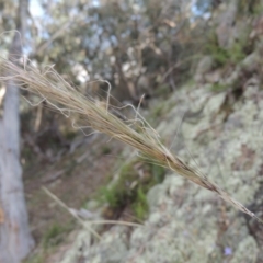 Austrostipa densiflora (Foxtail Speargrass) at Rob Roy Range - 16 Dec 2017 by MichaelBedingfield