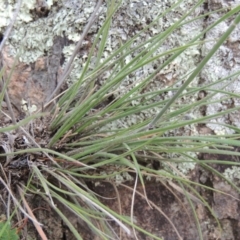 Austrostipa densiflora at Conder, ACT - 16 Dec 2017 06:45 PM