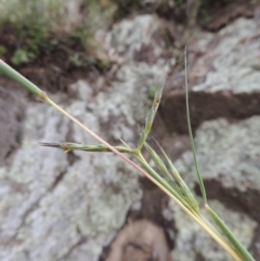 Cymbopogon refractus (Barbed-wire Grass) at Rob Roy Range - 16 Dec 2017 by michaelb