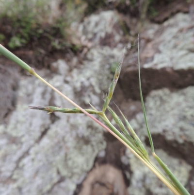 Cymbopogon refractus (Barbed-wire Grass) at Rob Roy Range - 16 Dec 2017 by michaelb