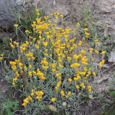 Chrysocephalum apiculatum (Common Everlasting) at Rob Roy Range - 16 Dec 2017 by michaelb