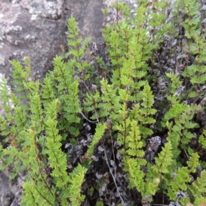 Cheilanthes distans at Conder, ACT - 16 Dec 2017