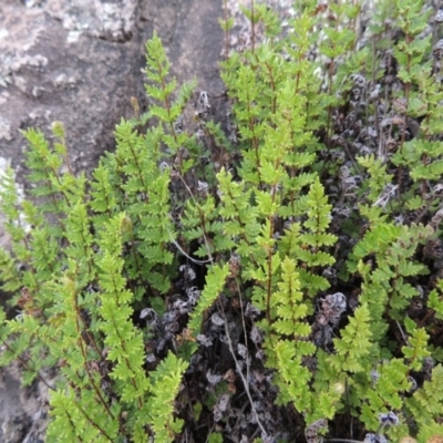 Cheilanthes distans (Bristly Cloak Fern) at Rob Roy Range - 16 Dec 2017 by MichaelBedingfield