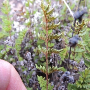 Cheilanthes distans at Conder, ACT - 16 Dec 2017