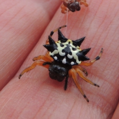 Austracantha minax (Christmas Spider, Jewel Spider) at Rob Roy Range - 16 Dec 2017 by michaelb