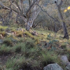 Rytidosperma pallidum (Red-anther Wallaby Grass) at Rob Roy Range - 16 Dec 2017 by michaelb