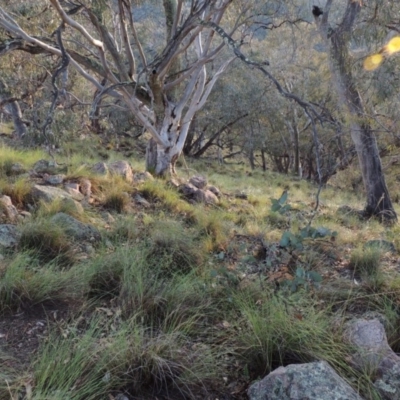 Rytidosperma pallidum (Red-anther Wallaby Grass) at Rob Roy Range - 16 Dec 2017 by MichaelBedingfield