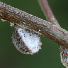 Icerya acaciae (Acacia mealy bug) at Hackett, ACT - 23 Dec 2017 by petersan