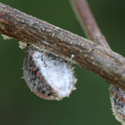 Icerya acaciae (Acacia mealy bug) at Hackett, ACT - 24 Dec 2017 by petersan