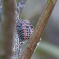 Icerya acaciae at Hackett, ACT - 24 Dec 2017 09:11 AM