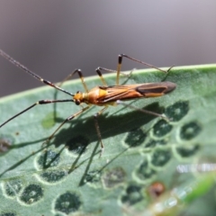 Rayieria acaciae (Acacia-spotting bug) at Hackett, ACT - 23 Dec 2017 by petersan