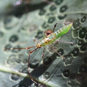 Rayieria acaciae at Hackett, ACT - 24 Dec 2017 09:31 AM