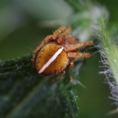 Araneidae (family) (Orb weaver) at Corunna, NSW - 19 Dec 2017 by Nullica