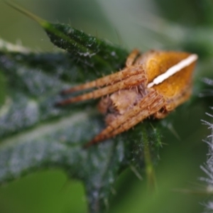 Araneidae (family) at Corunna, NSW - 19 Dec 2017 06:13 PM