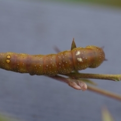 Oenochroma vinaria at Bega, NSW - 17 Dec 2017 02:48 PM
