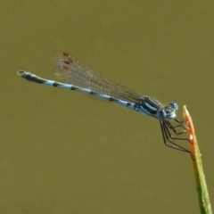 Austrolestes annulosus (Blue Ringtail) at Paddys River, ACT - 24 Dec 2017 by JohnBundock