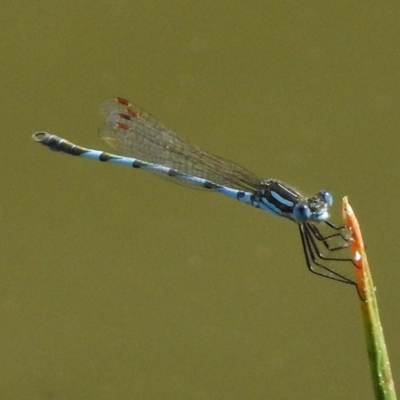 Austrolestes annulosus (Blue Ringtail) at Tidbinbilla Nature Reserve - 24 Dec 2017 by JohnBundock