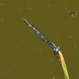 Austrolestes annulosus at Paddys River, ACT - 24 Dec 2017 03:31 PM