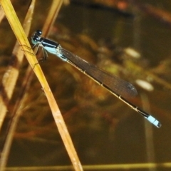 Ischnura heterosticta (Common Bluetail Damselfly) at Tidbinbilla Nature Reserve - 24 Dec 2017 by JohnBundock