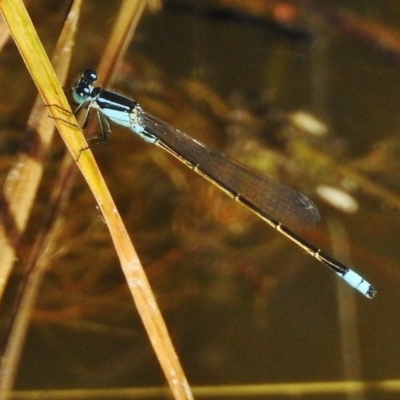 Ischnura heterosticta (Common Bluetail Damselfly) at Tidbinbilla Nature Reserve - 24 Dec 2017 by JohnBundock