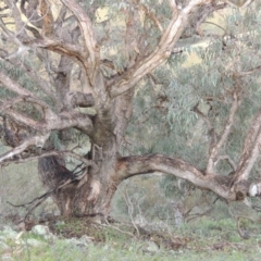 Eucalyptus nortonii (Mealy Bundy) at Conder, ACT - 16 Dec 2017 by michaelb