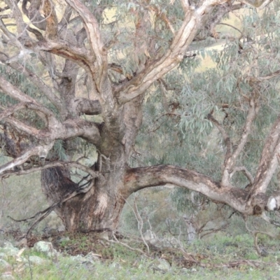 Eucalyptus nortonii (Mealy Bundy) at Rob Roy Range - 16 Dec 2017 by MichaelBedingfield