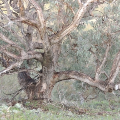Eucalyptus nortonii (Large-flowered Bundy) at Rob Roy Range - 16 Dec 2017 by michaelb