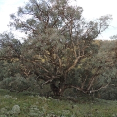 Eucalyptus nortonii at Conder, ACT - 16 Dec 2017