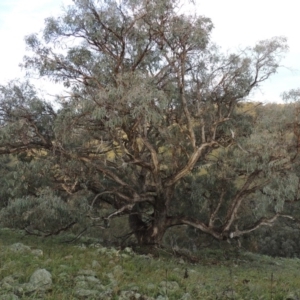 Eucalyptus nortonii at Rob Roy Range - 16 Dec 2017 08:21 PM