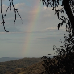 Eucalyptus nortonii at Rob Roy Range - 16 Dec 2017 08:21 PM