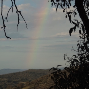 Eucalyptus nortonii at Rob Roy Range - 16 Dec 2017 08:21 PM