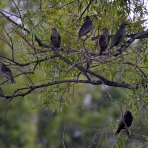 Sturnus vulgaris at Fyshwick, ACT - 23 Dec 2017 06:58 PM