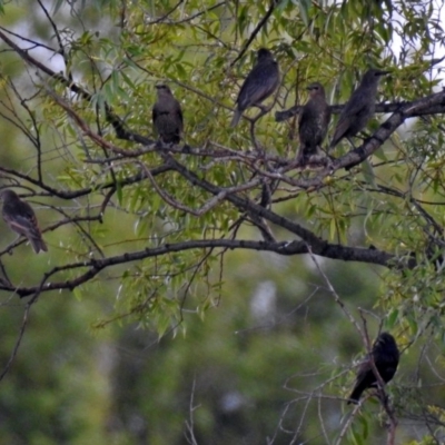 Sturnus vulgaris (Common Starling) at Fyshwick, ACT - 23 Dec 2017 by RodDeb