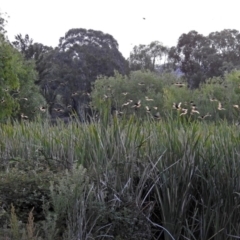 Sturnus vulgaris at Fyshwick, ACT - 23 Dec 2017 06:58 PM