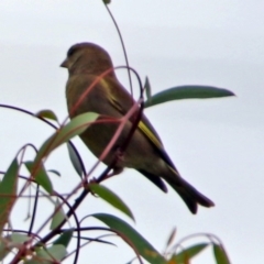 Chloris chloris (European Greenfinch) at Fyshwick, ACT - 23 Dec 2017 by RodDeb