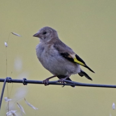 Carduelis carduelis (European Goldfinch) at Fyshwick, ACT - 23 Dec 2017 by RodDeb