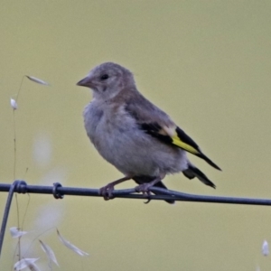 Carduelis carduelis at Fyshwick, ACT - 23 Dec 2017