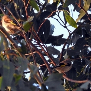 Carduelis carduelis at Fyshwick, ACT - 23 Dec 2017