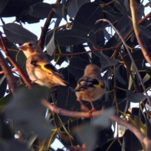 Carduelis carduelis at Fyshwick, ACT - 23 Dec 2017 06:40 PM