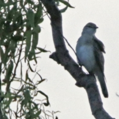 Lalage tricolor (White-winged Triller) at Fyshwick, ACT - 23 Dec 2017 by RodDeb