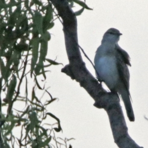 Lalage tricolor at Fyshwick, ACT - 23 Dec 2017