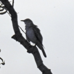 Lalage tricolor at Fyshwick, ACT - 23 Dec 2017 07:04 PM