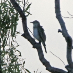 Lalage tricolor at Fyshwick, ACT - 23 Dec 2017 07:04 PM