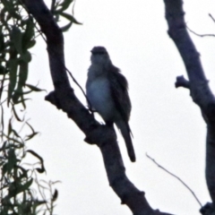 Lalage tricolor at Fyshwick, ACT - 23 Dec 2017