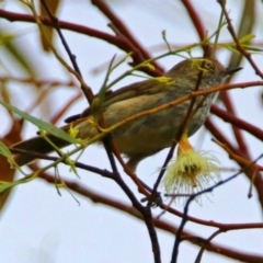 Acanthiza pusilla (Brown Thornbill) at Fyshwick, ACT - 23 Dec 2017 by RodDeb